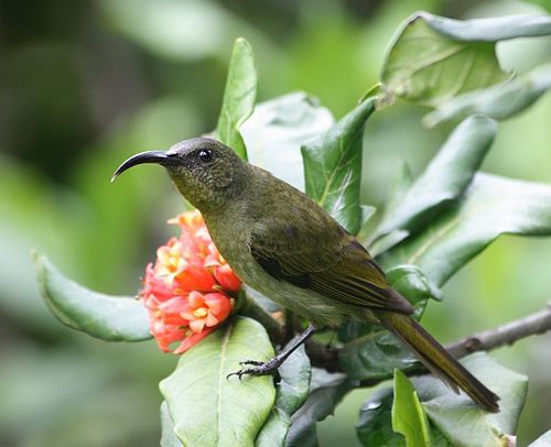 Olive sunbird